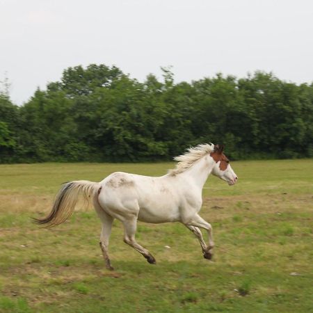 Agriturismo Al Ranch Castello dʼAviano Eksteriør bilde