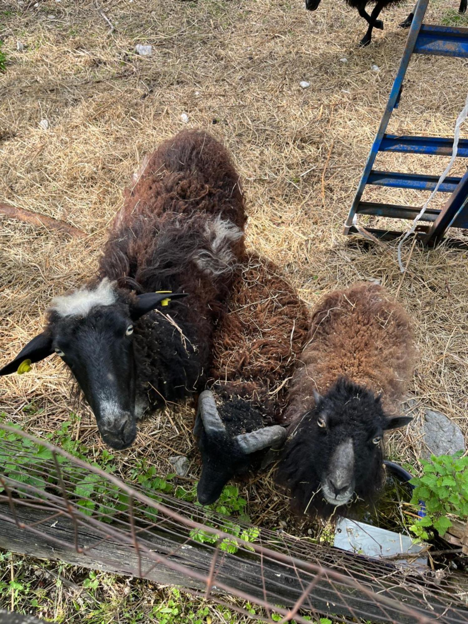 Agriturismo Al Ranch Castello dʼAviano Eksteriør bilde