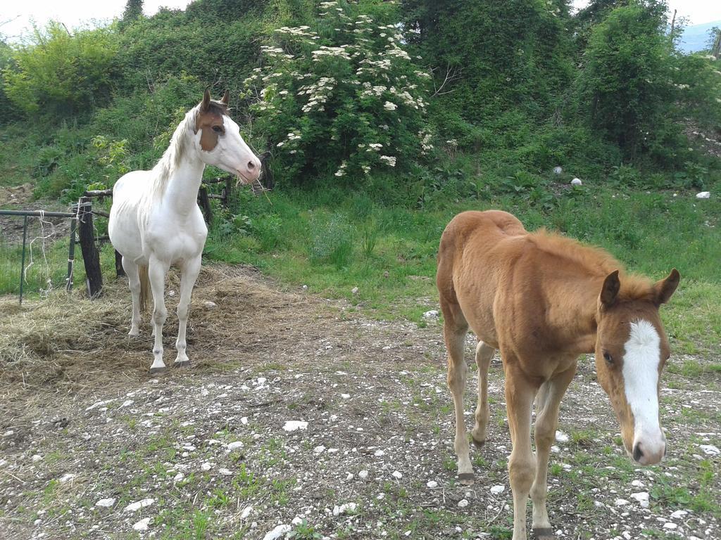 Agriturismo Al Ranch Castello dʼAviano Eksteriør bilde